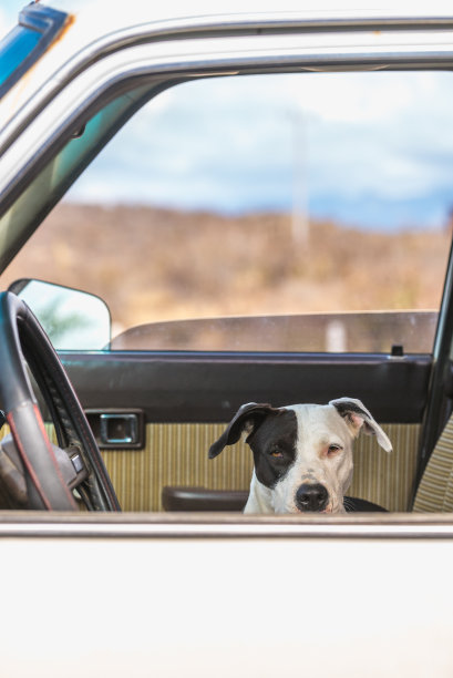 白狗在车里看着摄像机图片下载