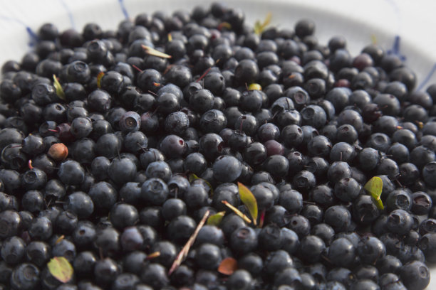 蓝莓。图片下载