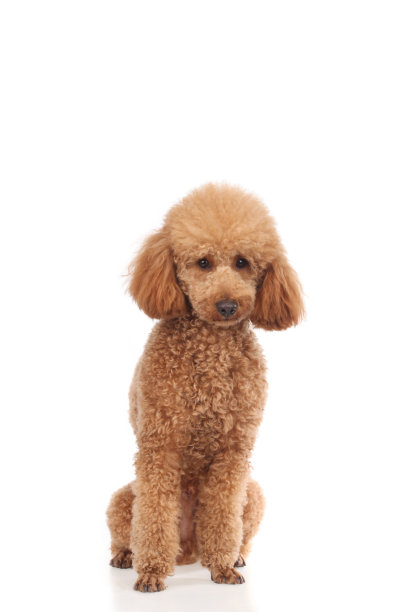 杏卷毛小狗(1岁)图片下载