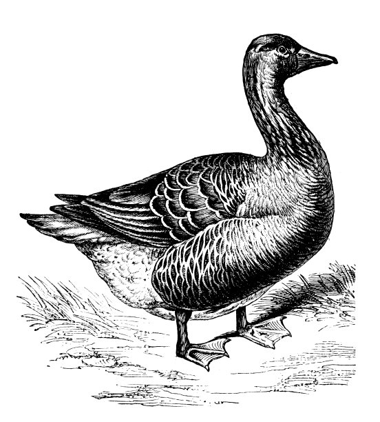 图卢兹鹅的古董插图图片下载