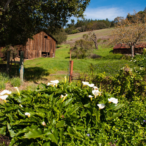 老乡村谷仓春天卡拉百合花索诺玛县加利福尼亚图片下载