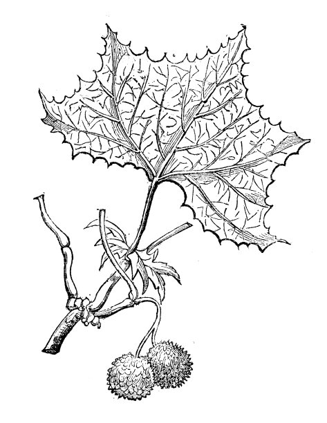 西洋悬铃木(美国梧桐树)的古董插图图片下载