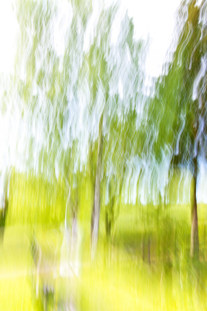 摇摄桦树林图片下载