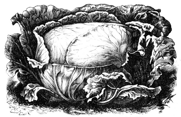 卷心菜图片下载