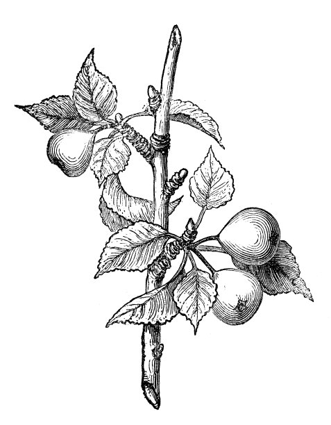 欧洲梨(Pyrus communis)的古插图图片下载