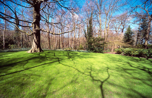 树在现场图片下载