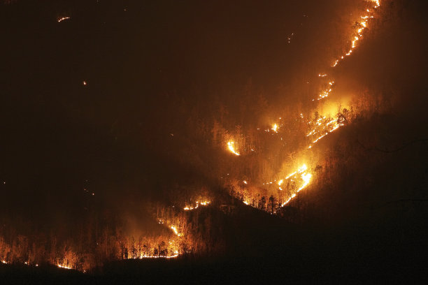 积极的森林火灾图片下载