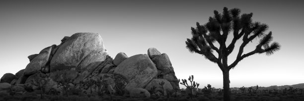 约书亚树国家公园全景图片下载