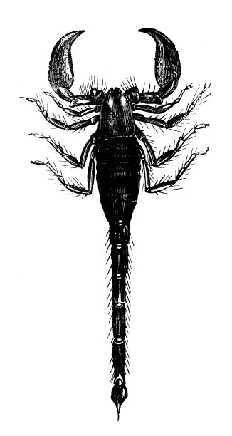 古代皇帝蝎子的插图，潘迪努斯皇帝图片下载