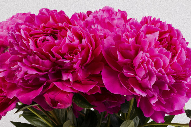 束牡丹素材图片