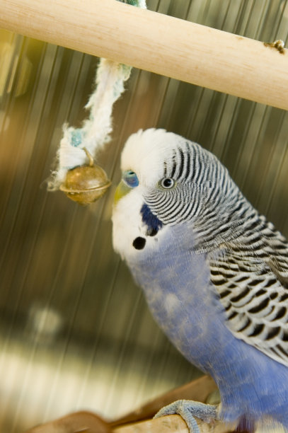 鹦鹉与贝尔图片下载