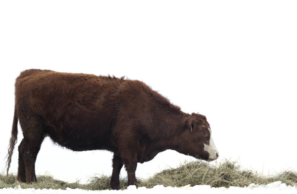 赫里福德肉牛，在冬季饲养场吃干草的阉牛图片下载
