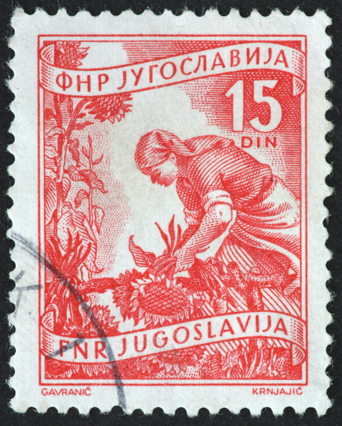 向日葵收获图片下载