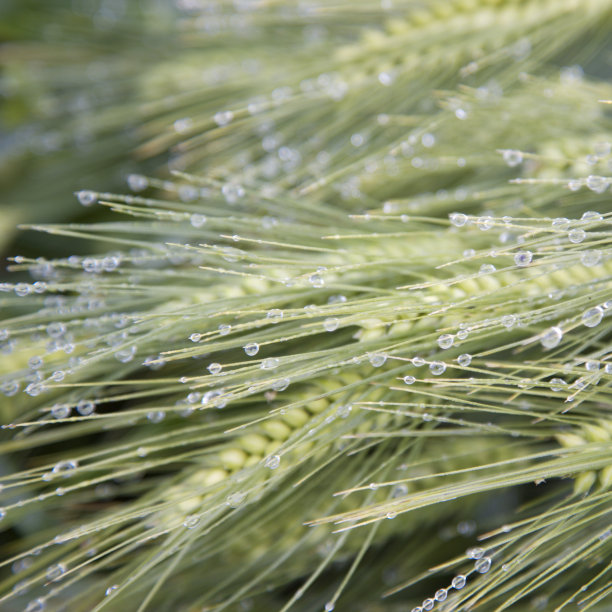 大麦特写和雨滴图片下载