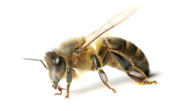 蜜蜂图片下载