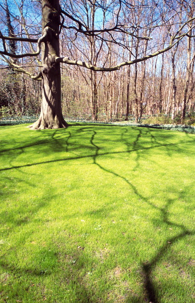 树在现场图片下载