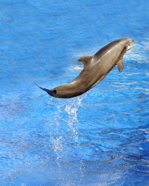 海豚显示图片下载