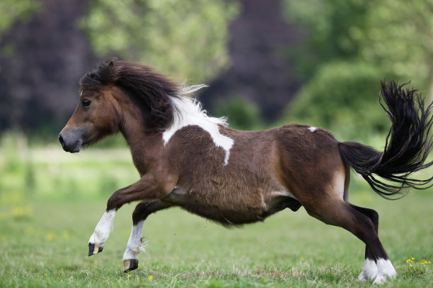 设得兰矮种马在草地上跳来跳去图片下载