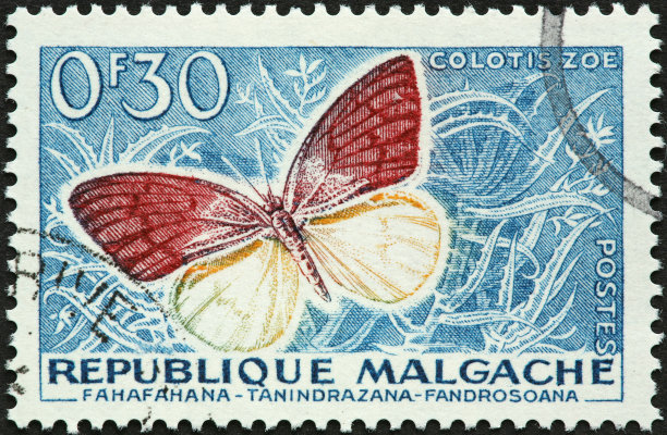 棕白蝴蝶图片下载