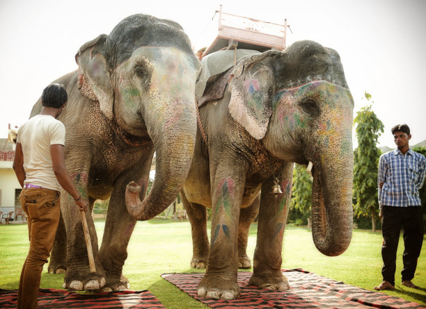 胡里节大象。图片下载
