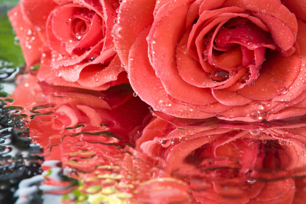 红玫瑰图片下载