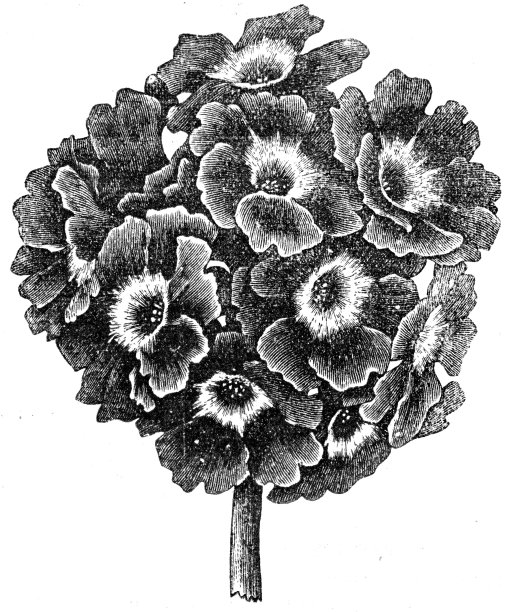 月见草图片下载