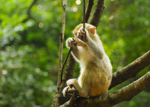 年轻的猴子图片下载