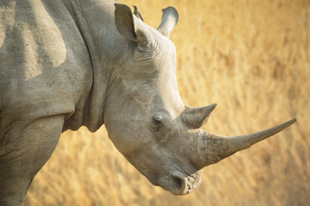 克鲁格野生动物保护区的白犀牛图片下载