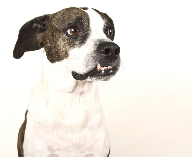 咆哮的比格犬显示牙齿攻击狗与白色Copyspace图片下载