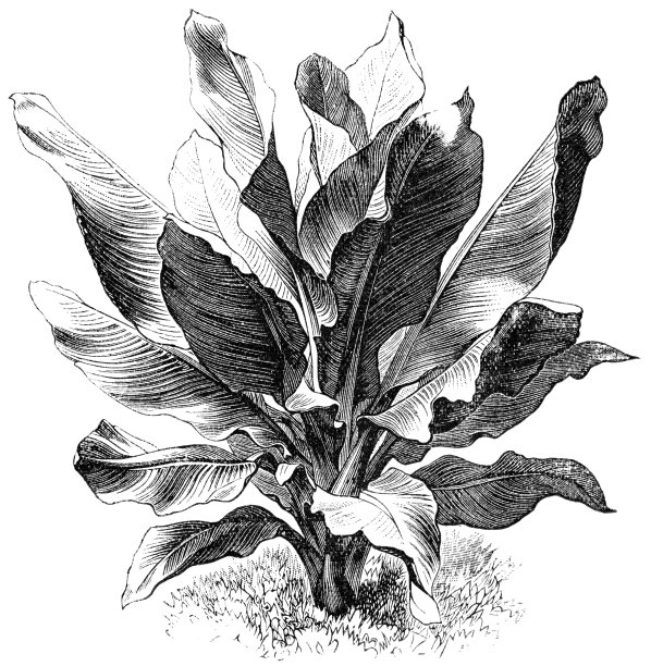 穆萨·恩塞特图片下载