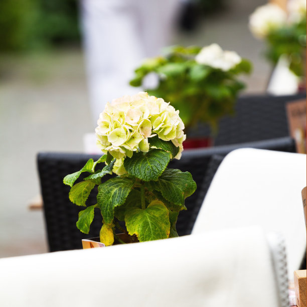 黄绣球花花图片下载