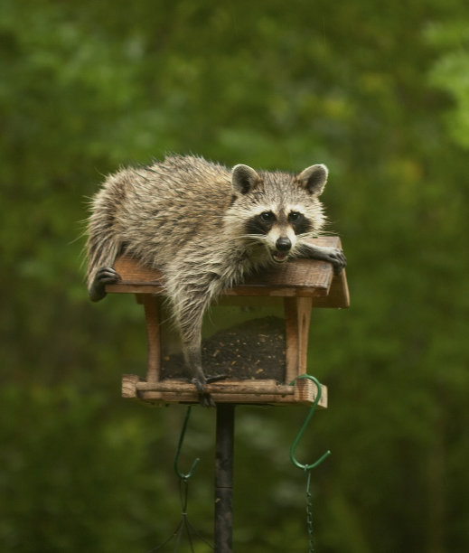 蒙面强盗图片下载
