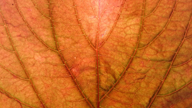 一个充满活力的叶子的特写图片下载