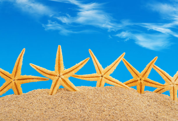 沙子里的海星图片下载