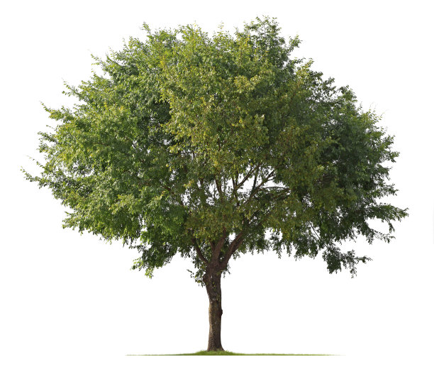 黄木树孤立在白色的背景图片下载