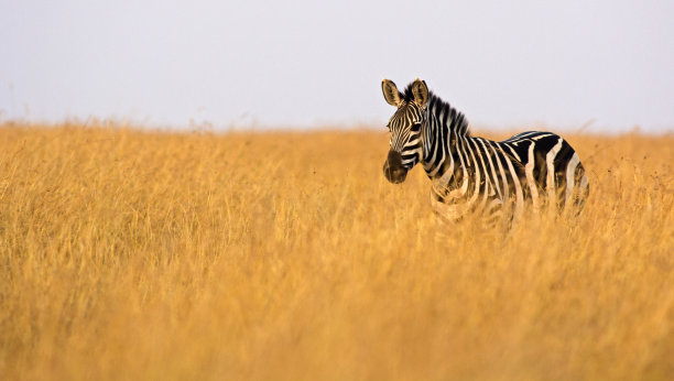 高草中的斑马素材图片
