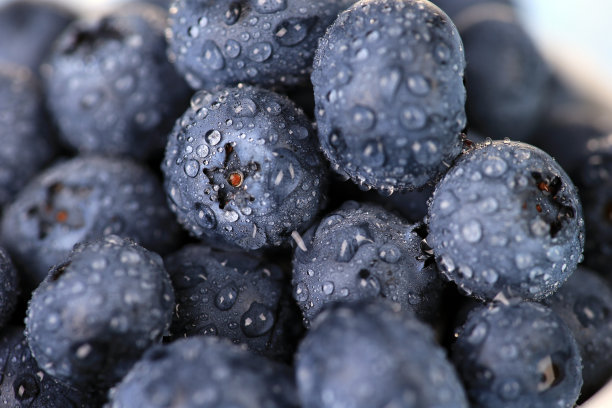 蓝莓图片下载