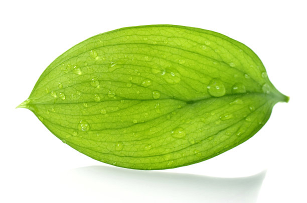 水滴在绿叶上图片下载