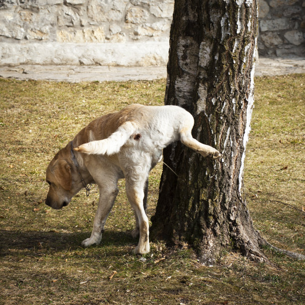 撒尿的狗图片下载