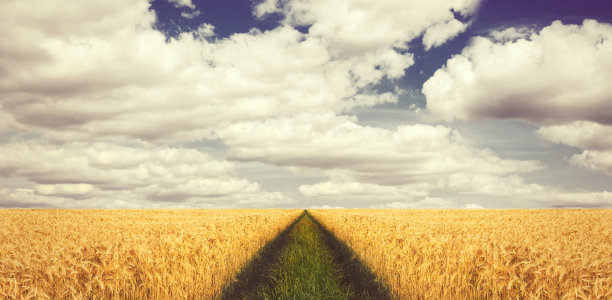 穿过麦田图片下载