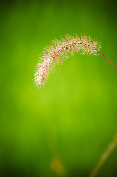 棕色芦苇图片下载