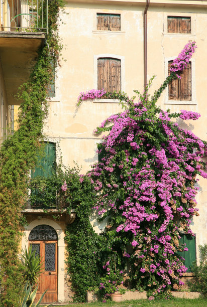 废弃的房屋细节与盛开的九重葛植物图片下载