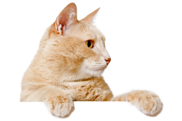 一只在白色横幅后面偷看的漂亮猫图片下载