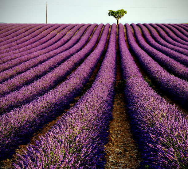 薰衣草图片下载