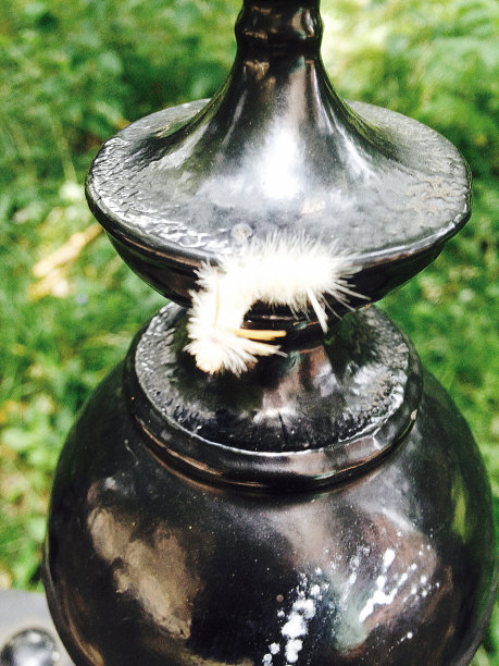 毛毛虫图片下载