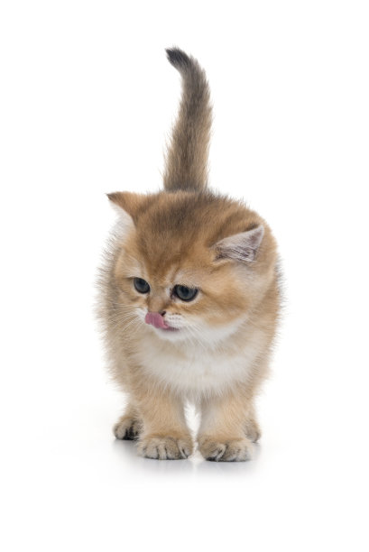 白色背景上的姜黄色小猫图片下载