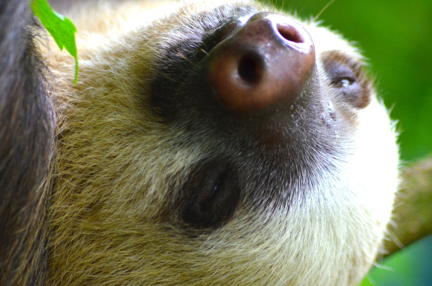 懒惰特写图片下载