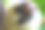 懒惰特写图片下载
