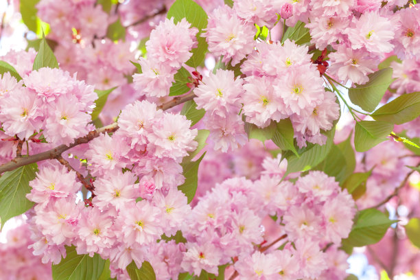 樱花的花图片下载