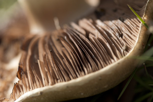 蘑菇关闭图片下载